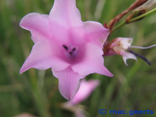 Dierama grandiflorum